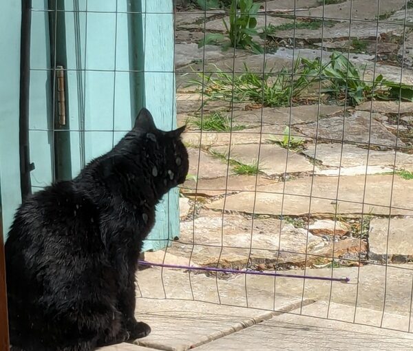 Springtime on the Catio 2024